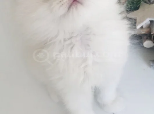 Longhair Bebeklerim görsel