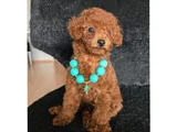 Red Brown Toy Poodle Dişi Yavru