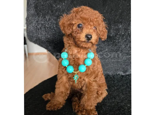 Red Brown Toy Poodle Dişi Yavru görsel