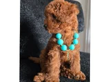 Red Brown toy poodle Dişi yavru