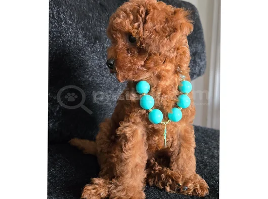 Red Brown Toy Poodle Dişi Yavru