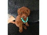 Red Brown Toy Poodle Dişi Yavru