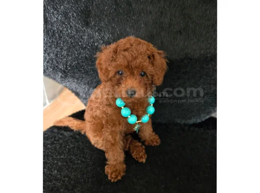 Red Brown Toy Poodle Dişi Yavru görsel