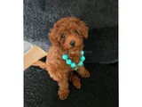 Red Brown Toy Poodle Dişi Yavru