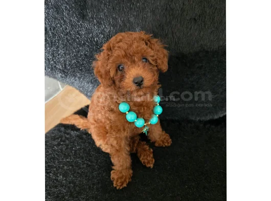 Red Brown Toy Poodle Dişi Yavru görsel