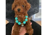 Red Brown Toy Poodle Dişi Yavru