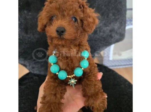 Red Brown Toy Poodle Dişi Yavru görsel