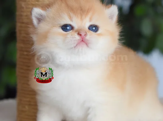 Munchkin Cuce Kedi