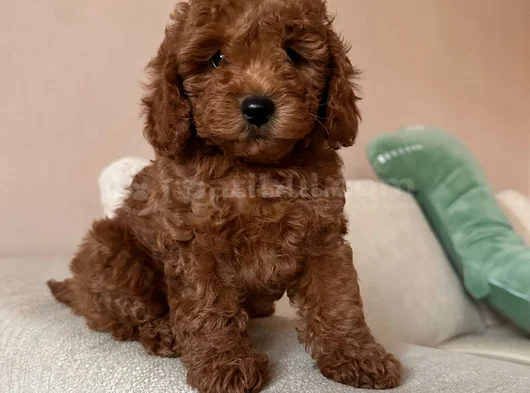 Super Fi̇yatlara Süper Kali̇te Toy Poodle Yavrular görsel