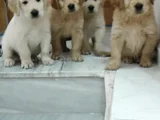 Bebek Yüz Orji̇nal Gerçek Golden Yavrular