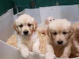 Bebek Yüz Orji̇nal Gerçek Golden Yavrular