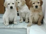 Sevgi̇ Yumagi̇i̇i̇i̇i̇i̇ Golden Retri̇ever