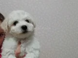 Bichon Fri̇se