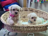 Bichon Fri̇se
