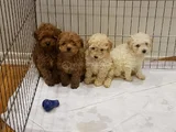 Muhteşem Toy Poodle