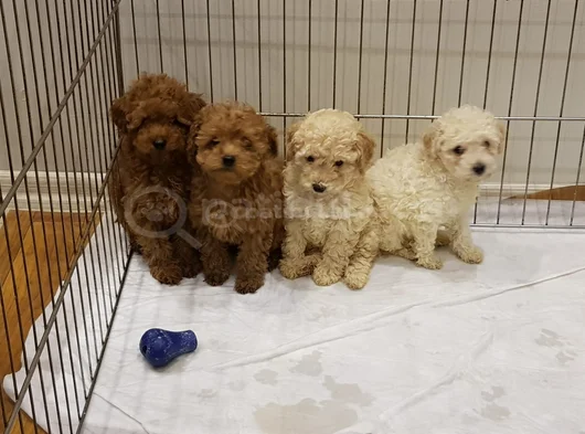 Muhteşem Toy Poodle görsel