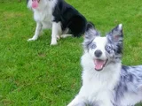 Muhteşem Yavrular Dunyani̇n En Zeki̇ Köpekleri̇