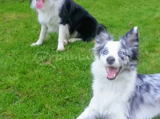 Muhteşem Yavrular Dunyani̇n En Zeki̇ Köpekleri̇ görsel