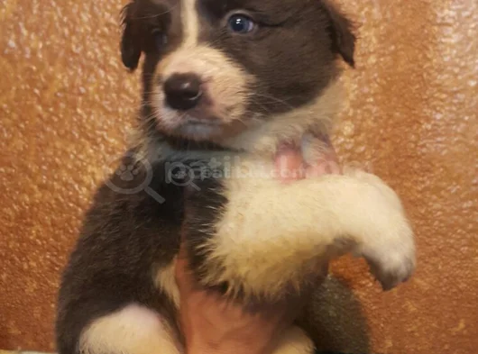 Muhteşem Yavrular Dunyani̇n En Zeki̇ Köpekleri̇ görsel