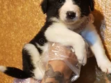 Muhteşem Yavrular Dunyani̇n En Zeki̇ Köpekleri̇