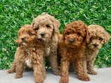 Muhteşem TOY POODLE