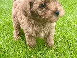 Muhteşem Toy Poodle