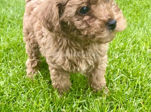Muhteşem Toy Poodle görsel