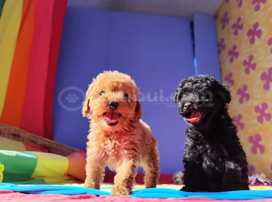 Muhteşem Toy Poodle görsel