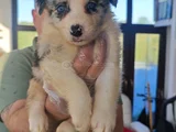 Muhteşem Yavrular Dunyani̇n En Zeki̇ Köpekleri̇
