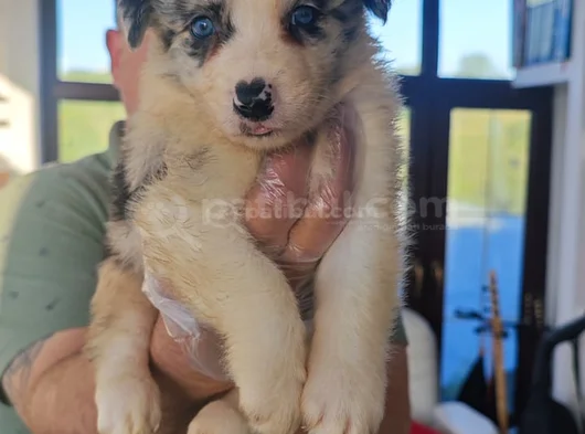 Muhteşem Yavrular Dunyani̇n En Zeki̇ Köpekleri̇ görsel