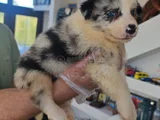MUHTEŞEM YAVRULAR DUNYANİN EN ZEKİ KÖPEKLERİ