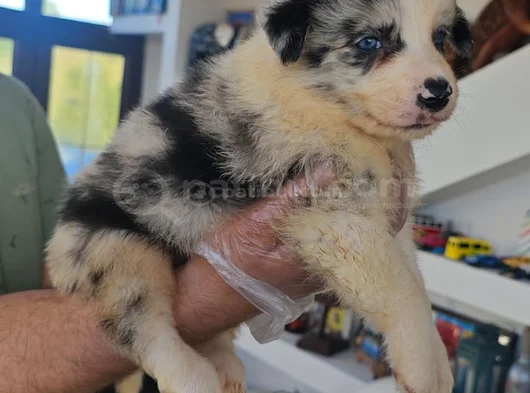 Muhteşem Yavrular Dunyani̇n En Zeki̇ Köpekleri̇