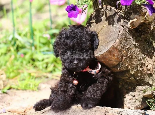 Super Fi̇yatlara Süper Kali̇te Toy Poodle Yavrular görsel