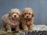 Super Fi̇yatlara Super Kali̇te Gerçek Malti̇poo Yavrular