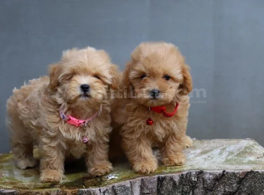 Super Fi̇yatlara Super Kali̇te Gerçek Malti̇poo Yavrular görsel