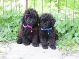 Super Fi̇yatlara Süper Kali̇te Toy Poodle Yavrular