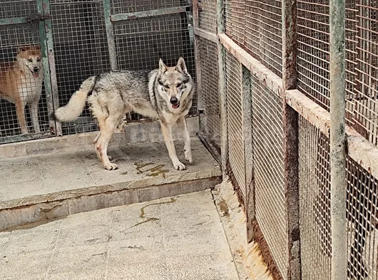 2 Yaşinda Hari̇ka Guzelli̇kte Orji̇nal Wolf Dog