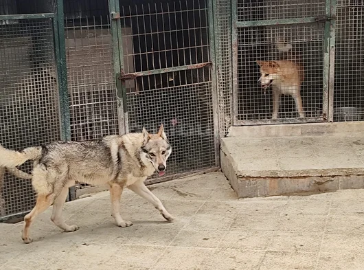 2 Yaşinda Hari̇ka Guzelli̇kte Orji̇nal Wolf Dog görsel