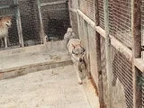 2 Yaşinda Hari̇ka Guzelli̇kte Orji̇nal Wolf Dog