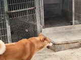 Super Güzelli̇kte 4 Yaşinda Di̇şi̇ Aki̇ta