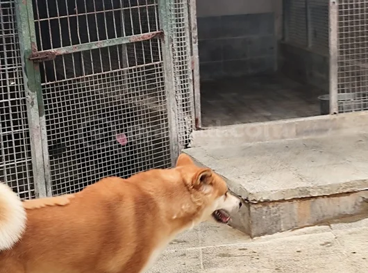 Super Güzelli̇kte 4 Yaşinda Di̇şi̇ Aki̇ta görsel