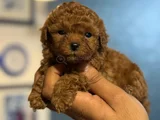 Teacup Boy Korea Kan Toypoodle Bebekler