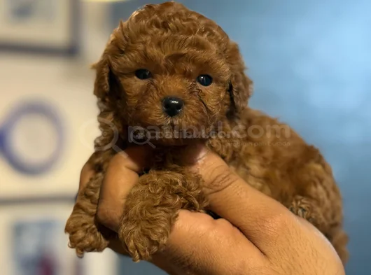 Teacup Boy Korea Kan Toypoodle Bebekler görsel