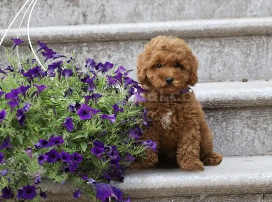 Super Fi̇yatlara Süper Kali̇te Toy Poodle Yavrular