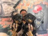 Dev Rottweiler Yavrularım Kif Secerelidir