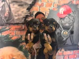 Dev Rottweiler Yavrularım Kif Secerelidir