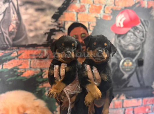 Dev Rottweiler Yavrularım Kif Secerelidir görsel