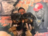 Dev Rottweiler Yavrularım Kif Secerelidir