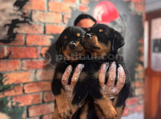 Dev Rottweiler Yavrularım Kif Secerelidir görsel