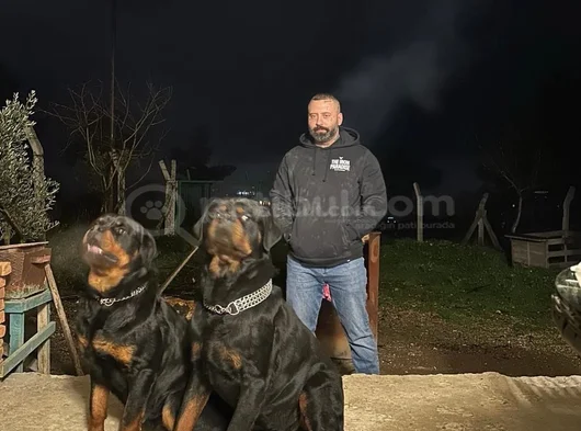 Dev Rottweiler Yavrularım Kif Secerelidir